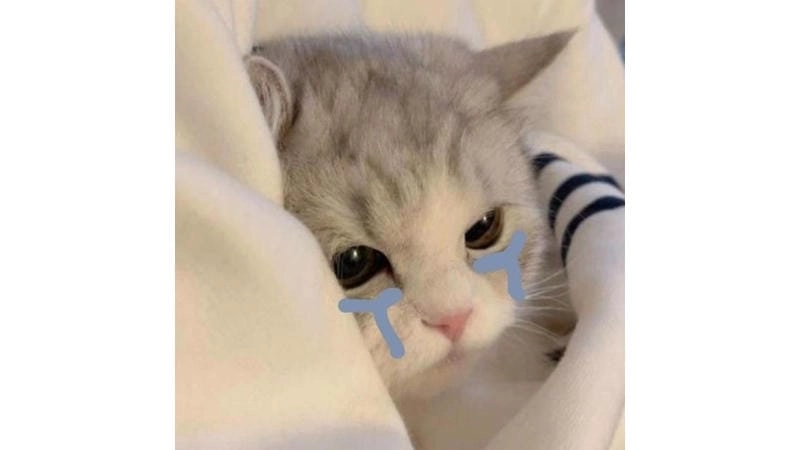 Săn lùng những khoảnh khắc meme mèo buồn cười