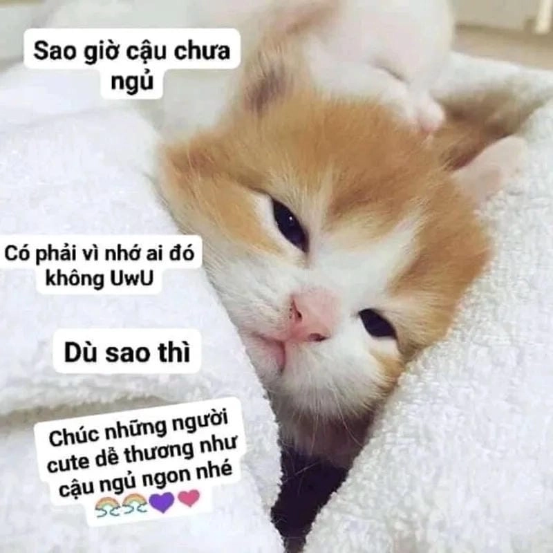 Gợi ý những bức meme mèo buồn dễ thương