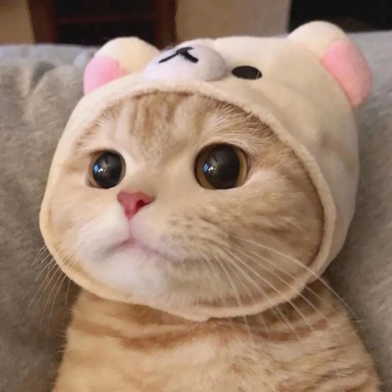 Cùng du ngoạn meme mèo buồn đáng yêu