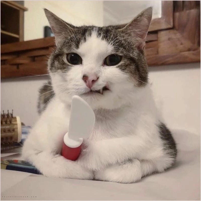 Tìm hiểu sức hút của meme mèo cầm dao