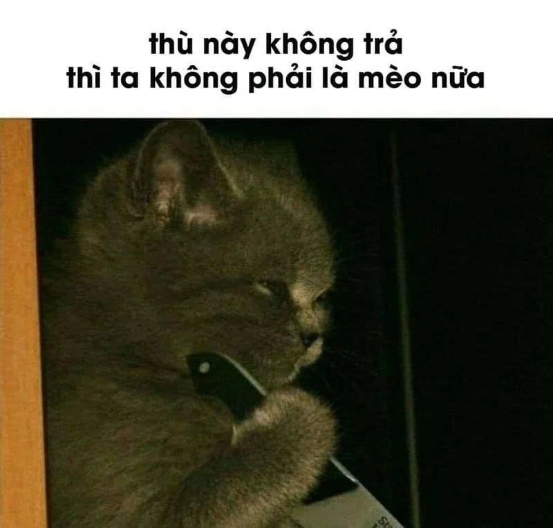 Cùng du ngoạn meme mèo cầm dao đời sống