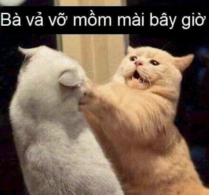Tìm hiểu Lý do meme mèo đánh nhau được yêu thích