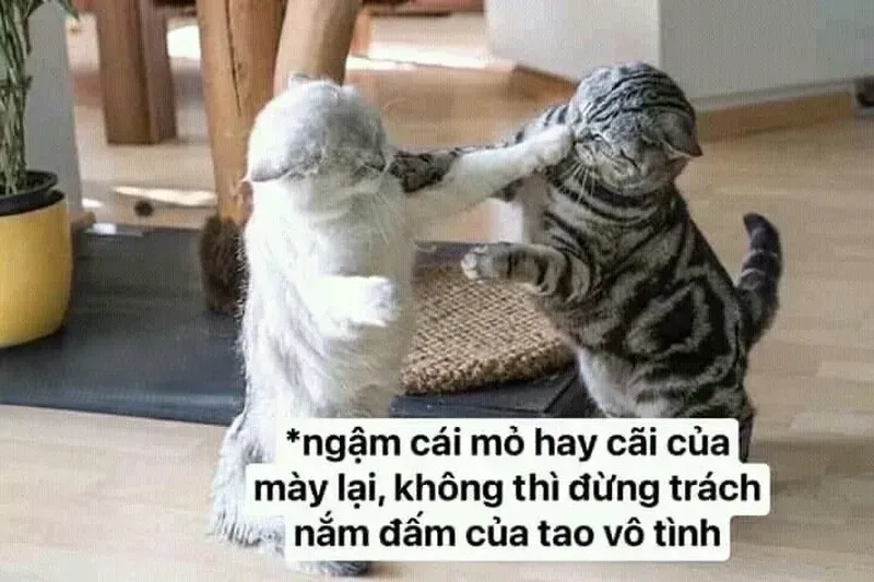 Cùng du ngoạn meme mèo đánh nhau mới nhất