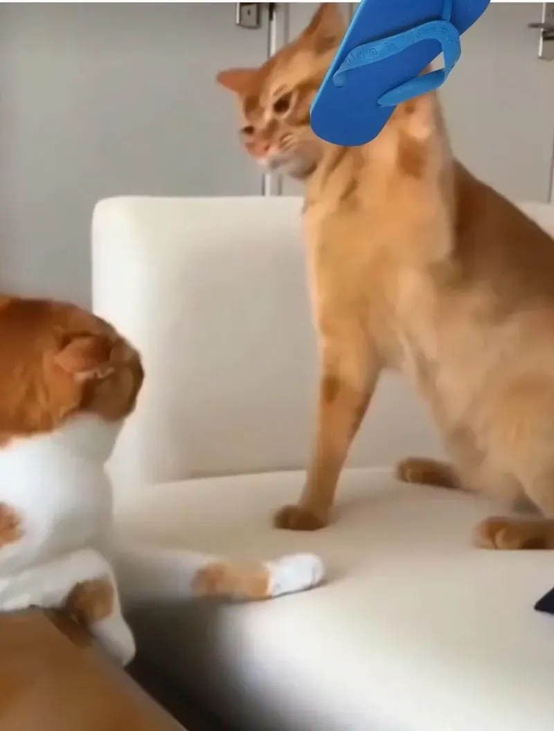 Khám phá những bức meme mèo đánh nhau hài hước