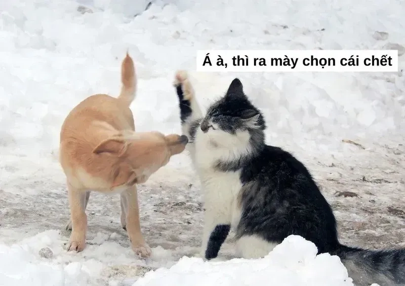 Lạc lối trong thế giới meme mèo đánh nhau tiếng Việt