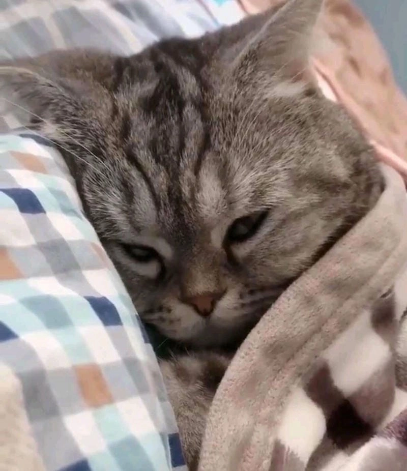 Lạc lối trong meme mèo ngủ cute