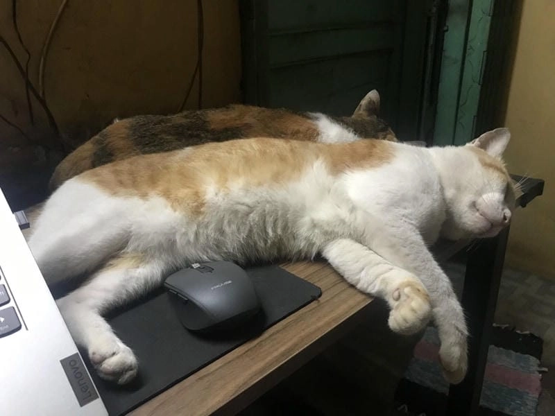 Săn lùng những khoảnh khắc ảnh meme mèo ngủ