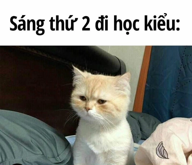 Lạc lối trong thế giới caption meme mèo ngủ