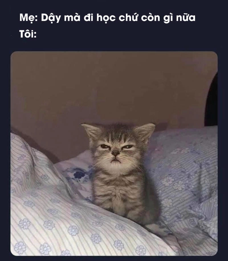 Thức dậy cùng những hình meme mèo ngủ viral