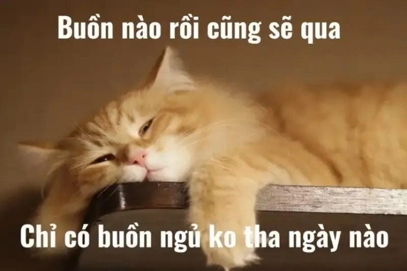 Cười sảng với meme mèo ngủ biểu cảm