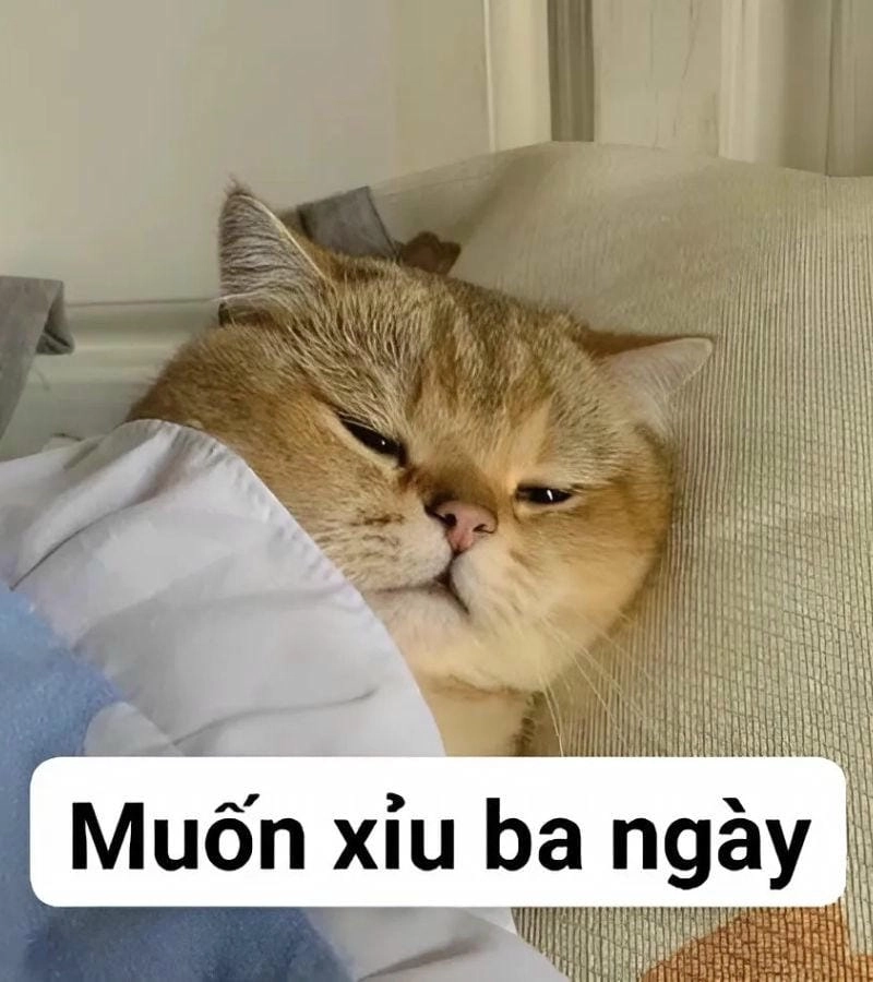 Gợi ý những bức meme mèo ngủ chế
