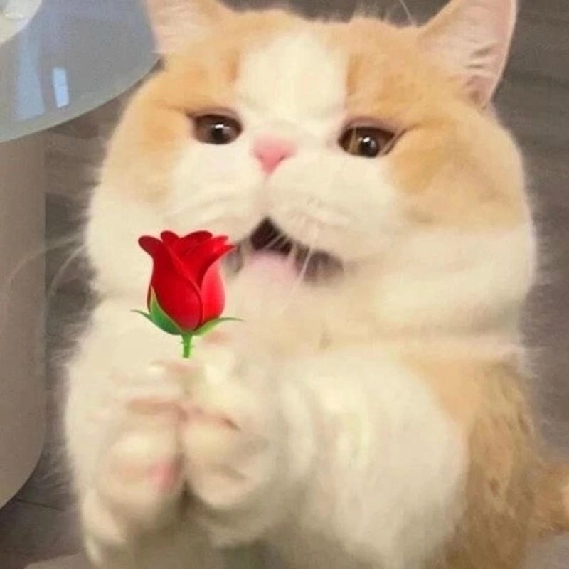 Gợi ý những bức meme mèo tặng hoa vui nhộn