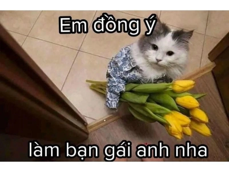 Lạc lối trong thế giới meme mèo tặng hoa cute
