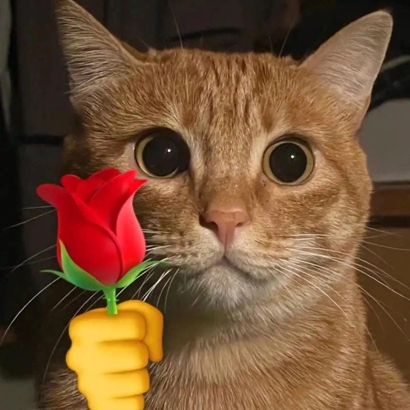 Sưu tầm những bức meme mèo tặng hoa lãng mạn