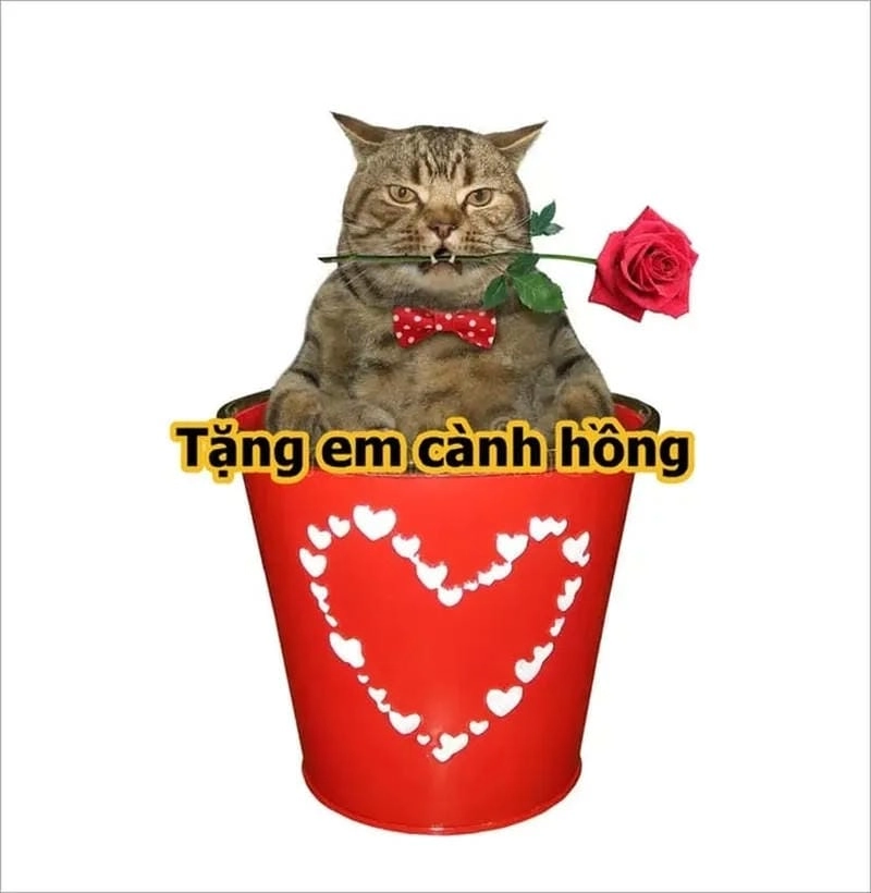 Khám phá những bức meme mèo tặng hoa dễ thương