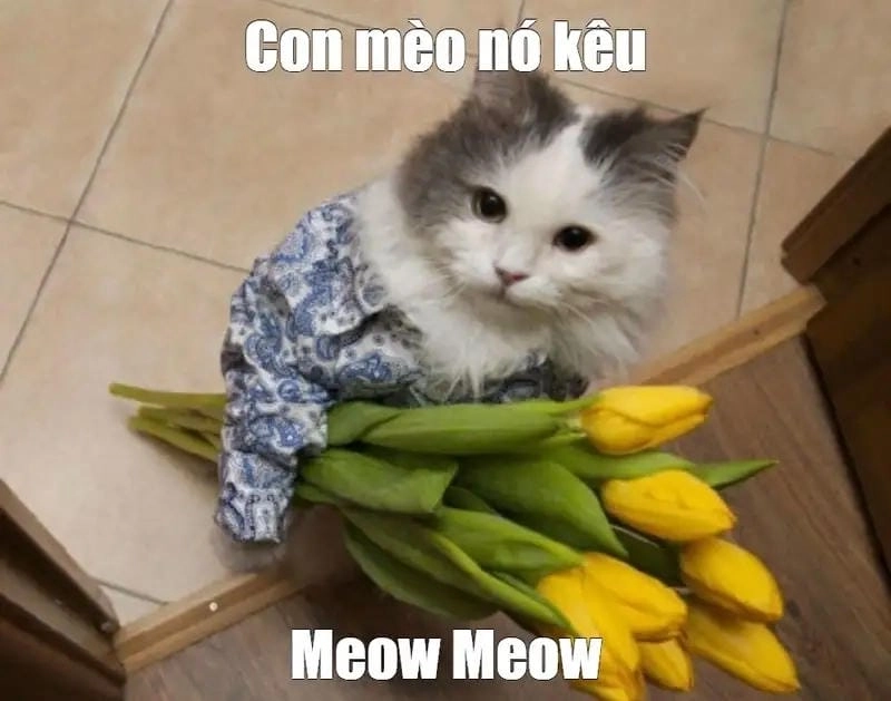 Cùng cười với những hình meme mèo tặng hoa hài hước