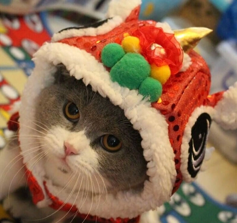 Khám phá những bức meme mèo tết hài hước