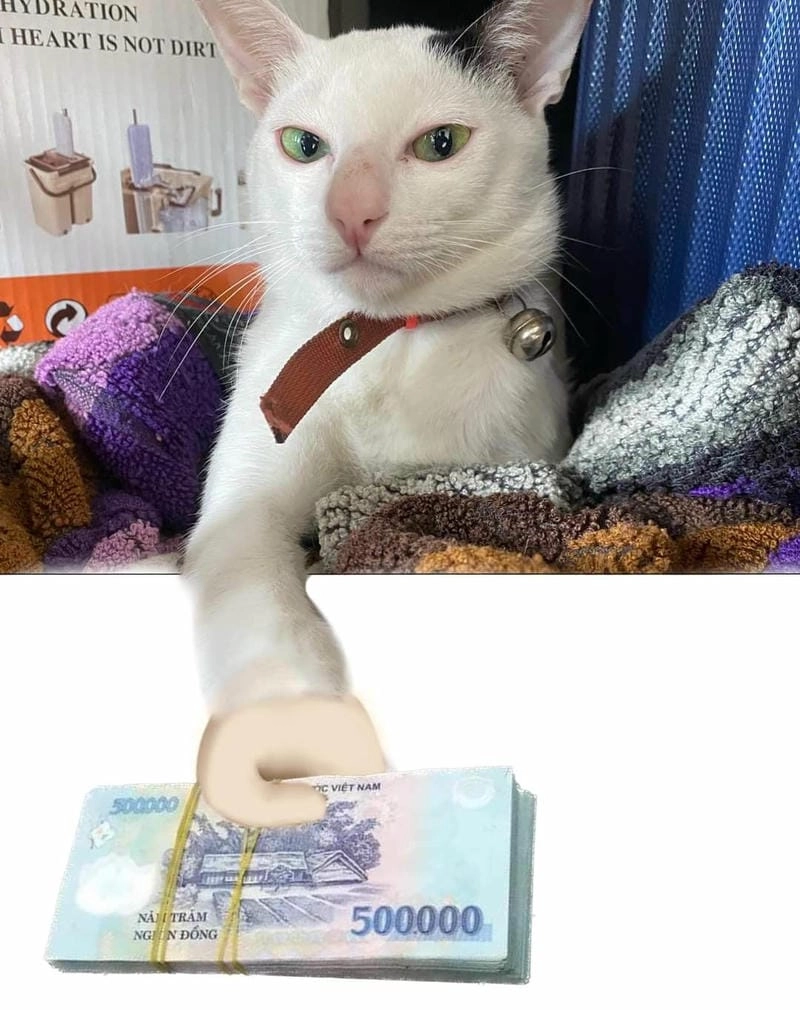 Cùng du ngoạn meme mèo tết đáng yêu