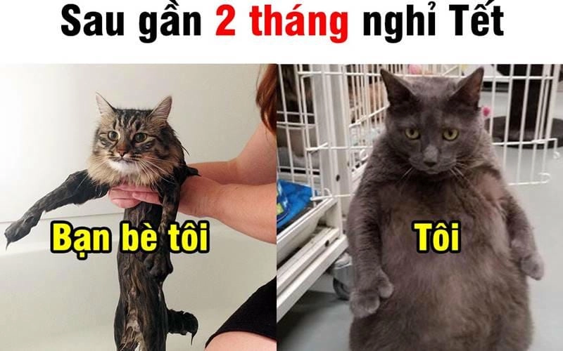 Lạc lối trong meme mèo tết bá đạo