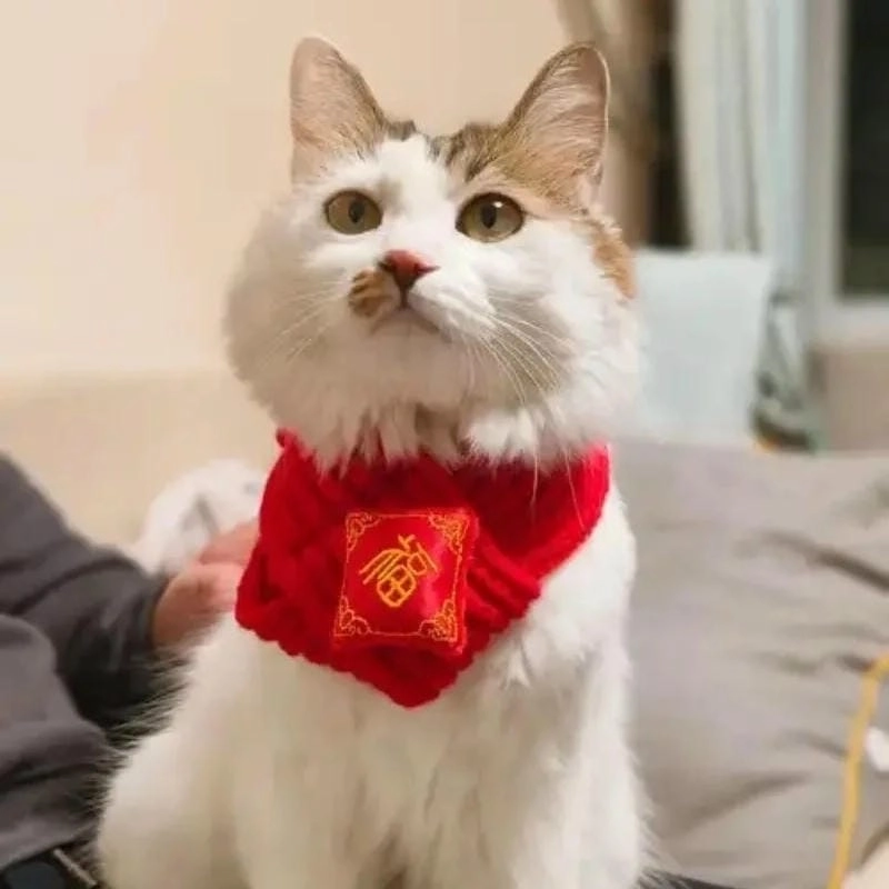 Săn lùng những khoảnh khắc ảnh mèo tết meme