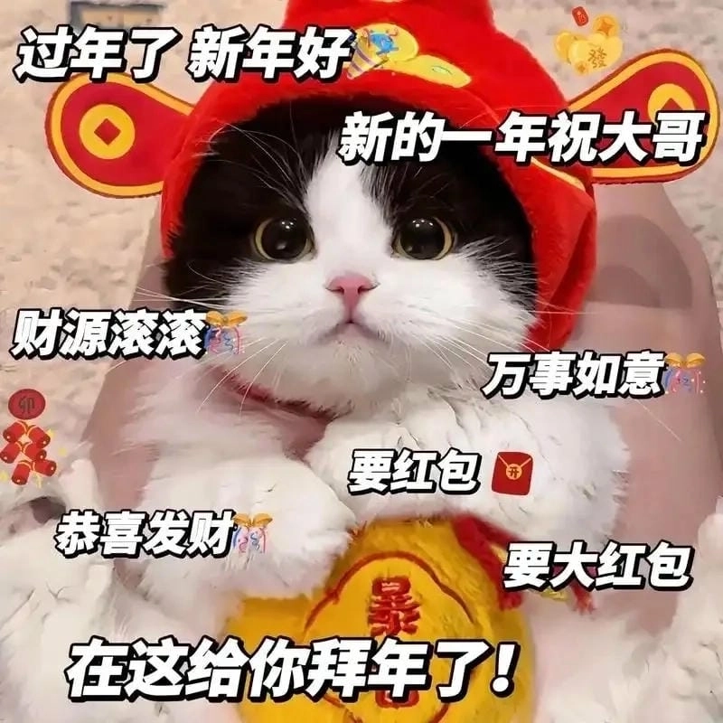 Lạc lối trong thế giới caption meme mèo tết