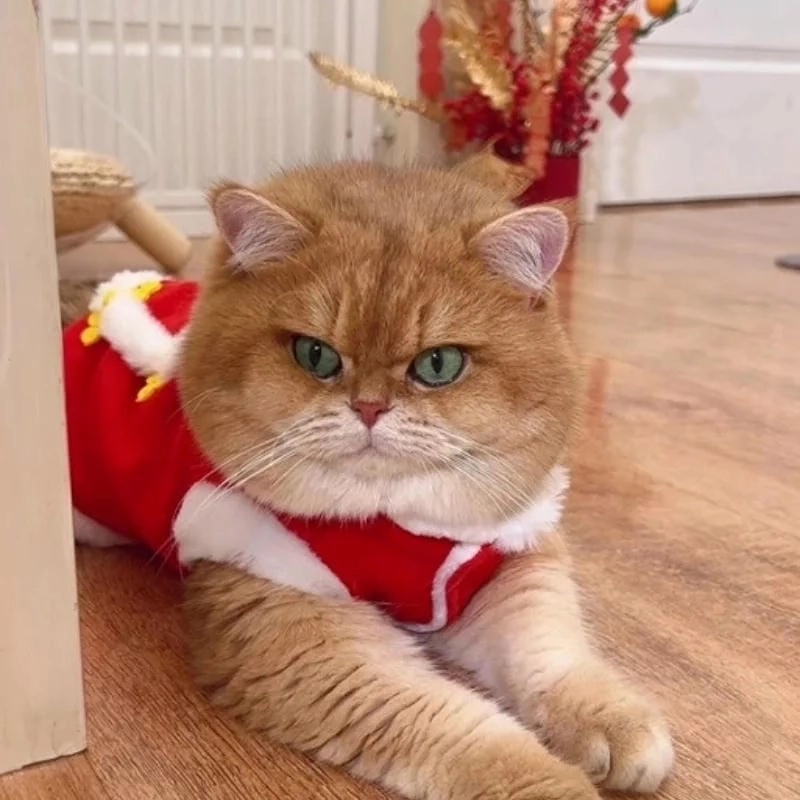 Tìm về meme mèo tết funny