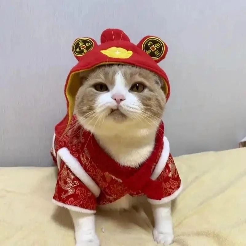 Ngắm nhìn vẻ đẹp meme mèo tết độc đáo