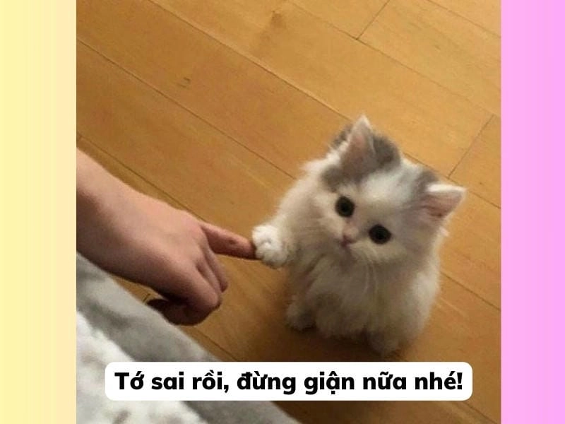 Lạc lối trong meme mèo xin lỗi mới nhất