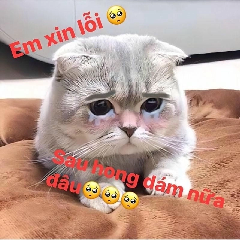 Lạc lối trong thế giới caption meme mèo xin lỗi
