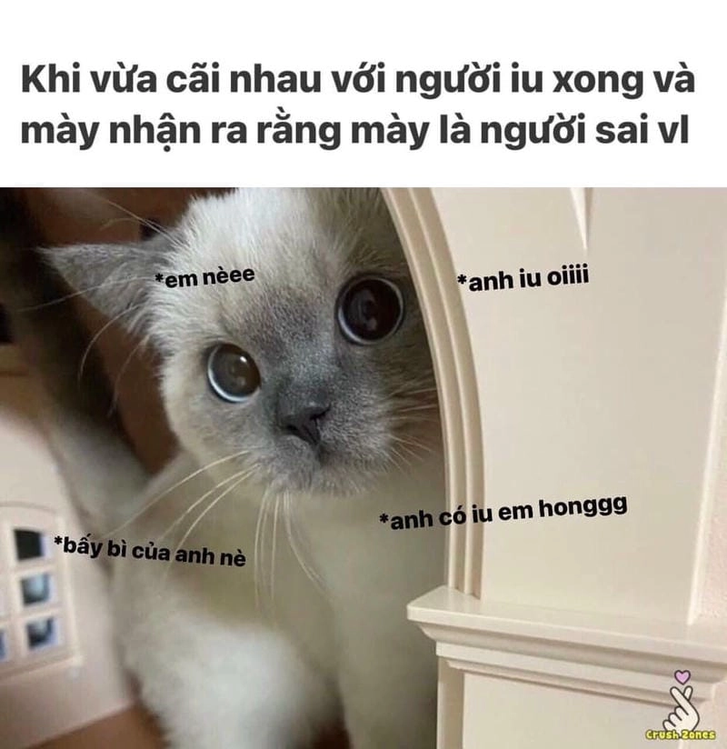 Thức dậy cùng những hình meme mèo xin lỗi viral