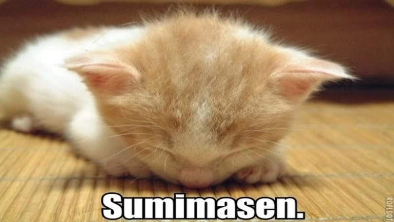 Gợi ý những bức meme mèo xin lỗi chế