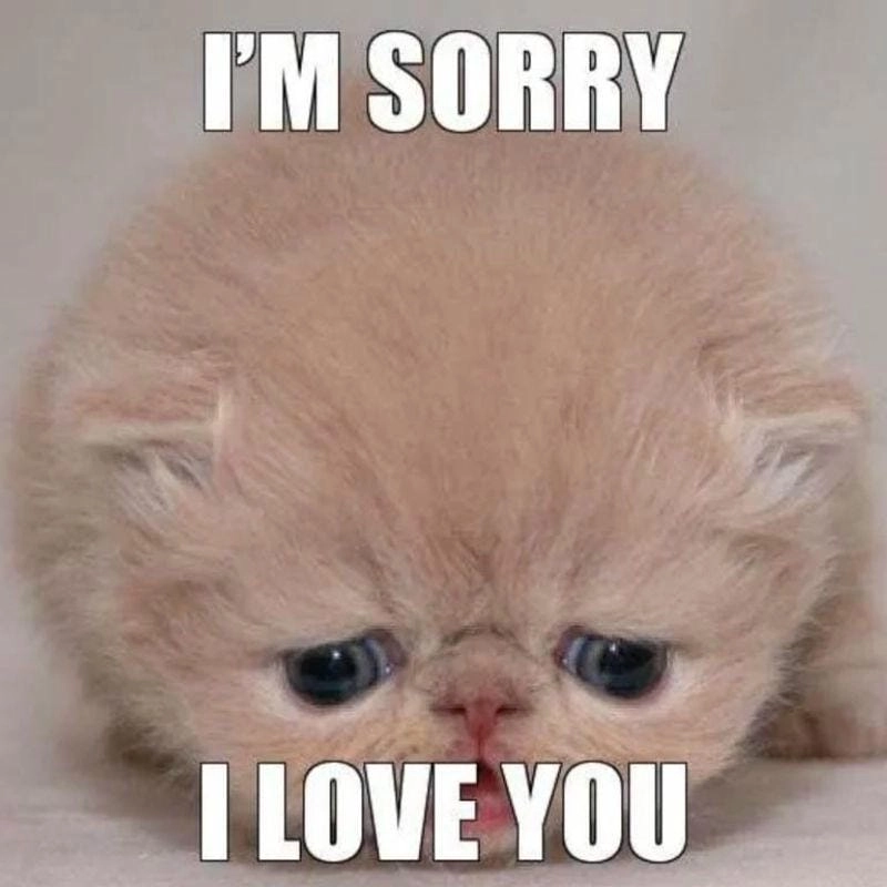 Ngắm nhìn vẻ đẹp meme mèo xin lỗi cute