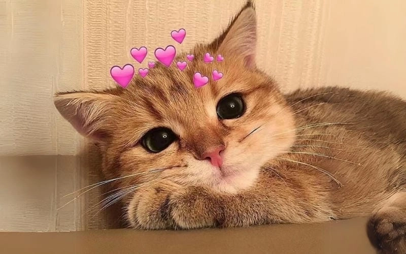 Khám phá những bức ảnh meme mèo hài hước