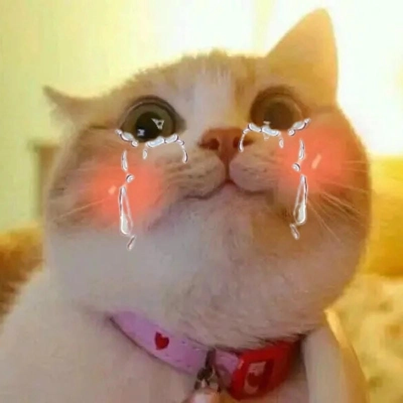 Lạc lối trong meme mèo giải trí