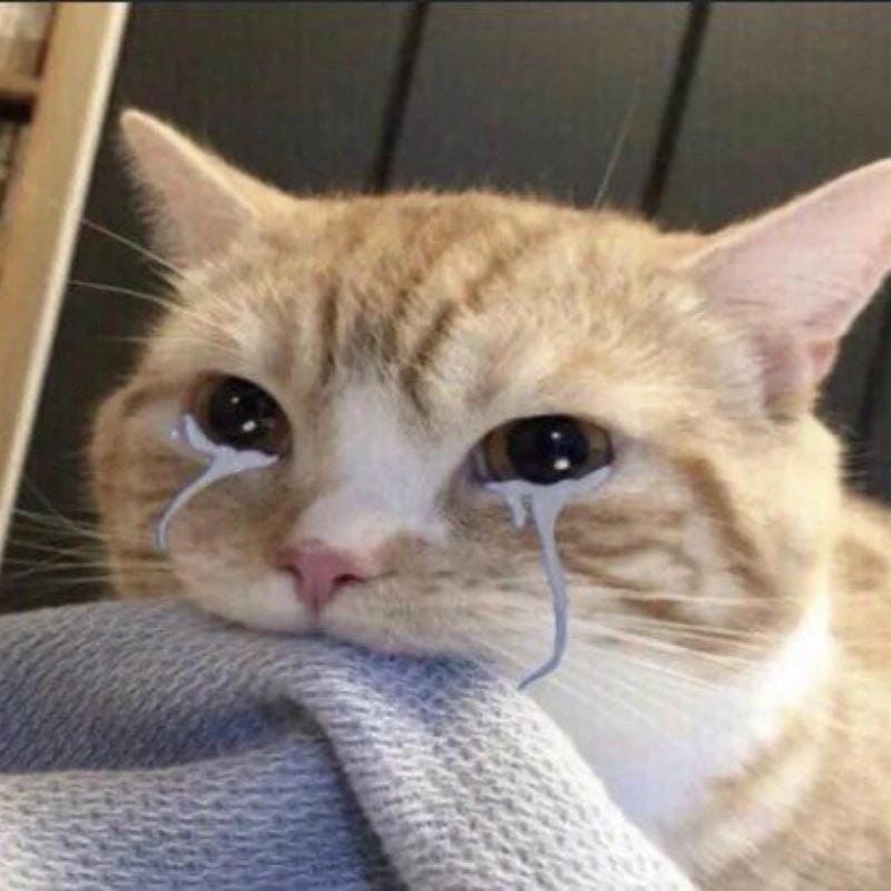 Cùng cười với những hình meme mèo buồn cười