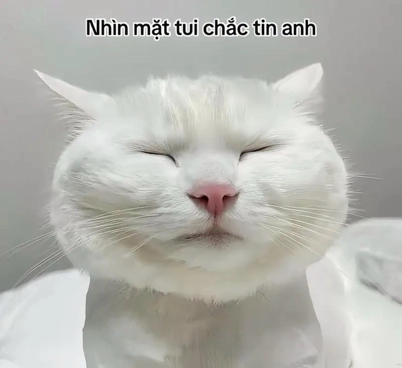 Thức dậy cùng những hình meme mèo vui nhộn