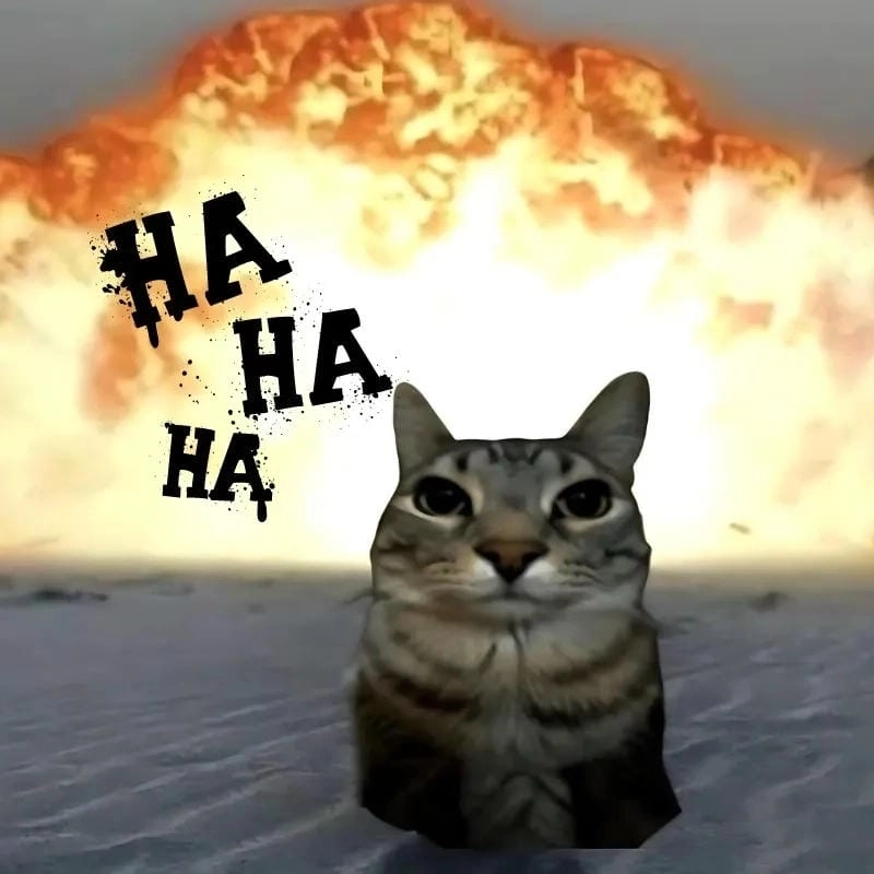 Gợi ý những bức meme mèo cute