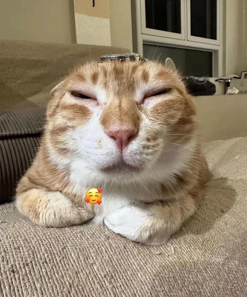 Ngắm nhìn vẻ đẹp meme mèo đáng yêu