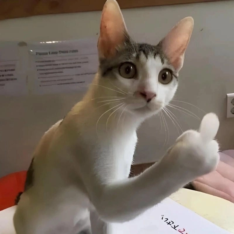 Sưu tầm những bức meme mèo ảnh chế