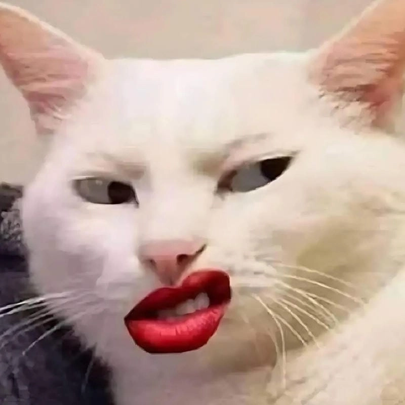 Cùng du ngoạn meme mèo đời sống