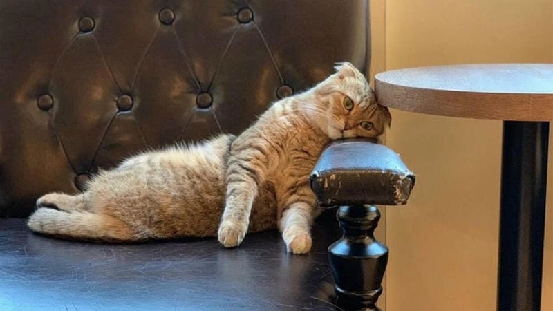 Lạc lối trong meme mệt mỏi giải trí