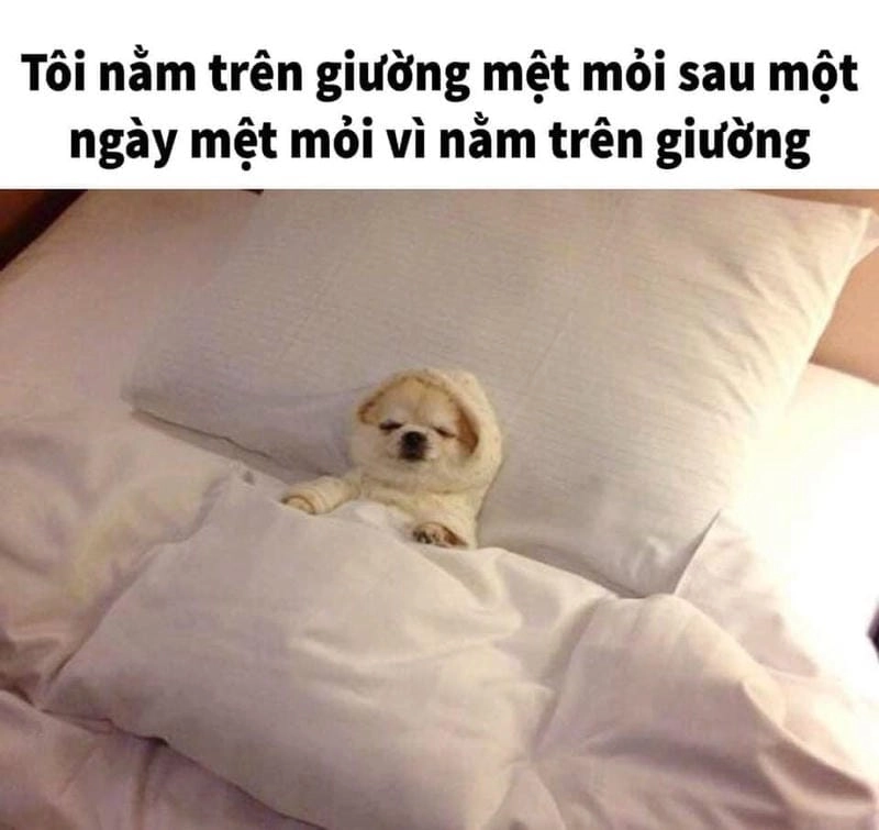 Thức dậy cùng những hình meme mệt mỏi biểu cảm