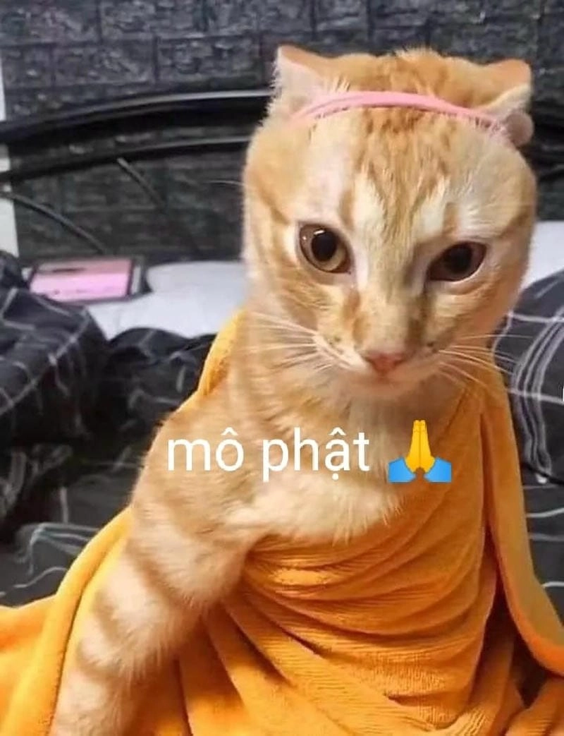 Lạc lối trong thế giới meme mô phật dễ thương