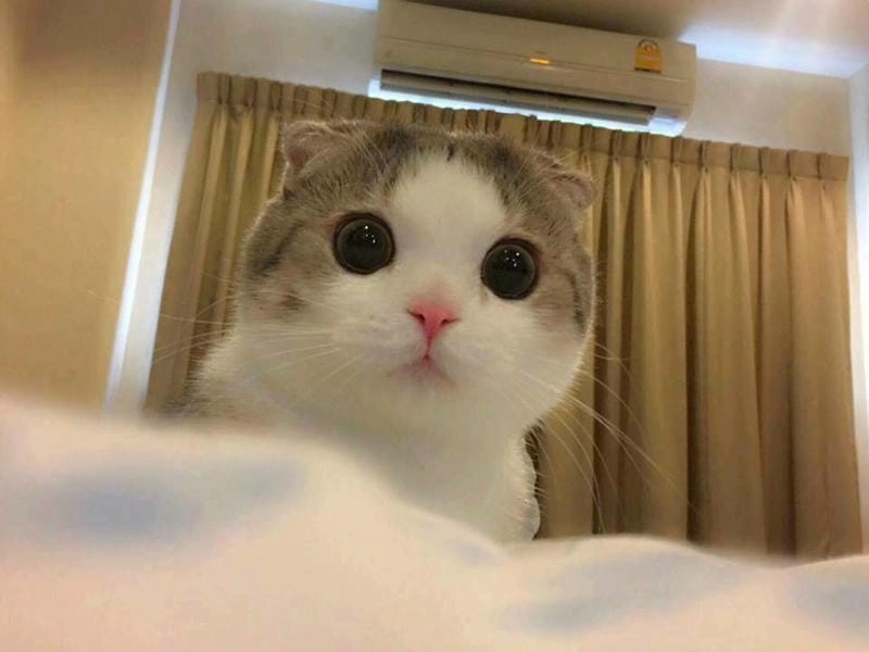 Sưu tầm những bức meme ngạc nhiên chế