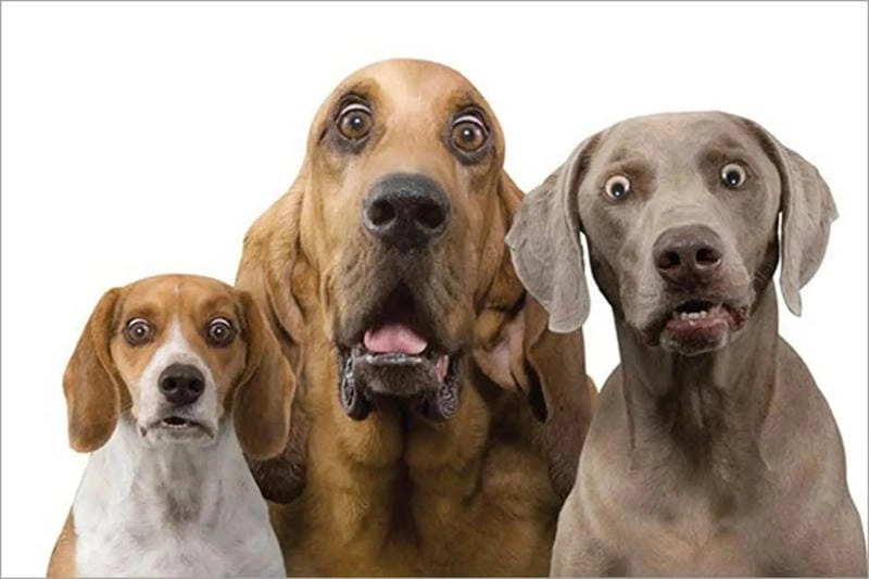 Săn lùng những khoảnh khắc meme ngạc nhiên troll