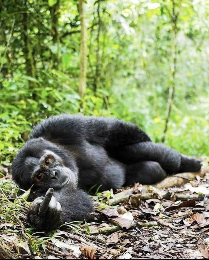 Cùng cười với những hình ảnh meme ngón giữa