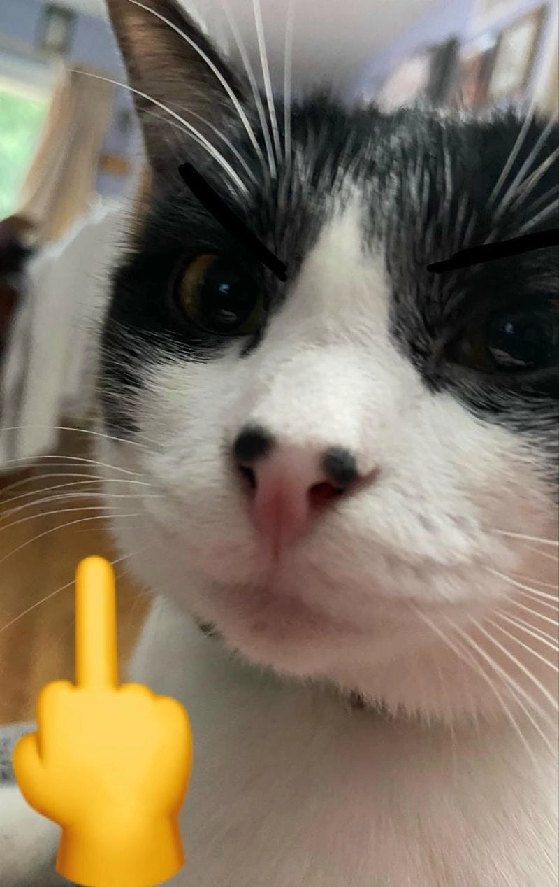 Săn lùng những khoảnh khắc meme ngón giữa buồn cười