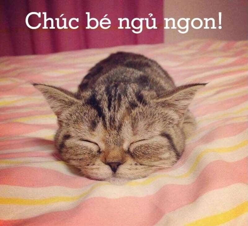 Tìm hiểu sức hút của meme ngủ ngon