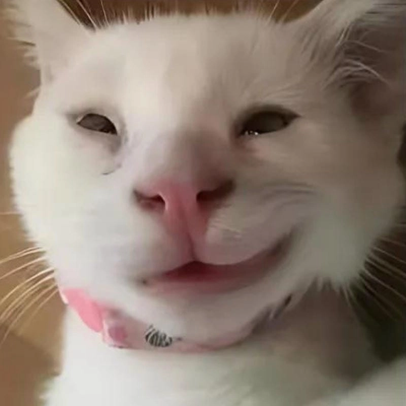 Thức dậy cùng những hình meme nhếch mép viral