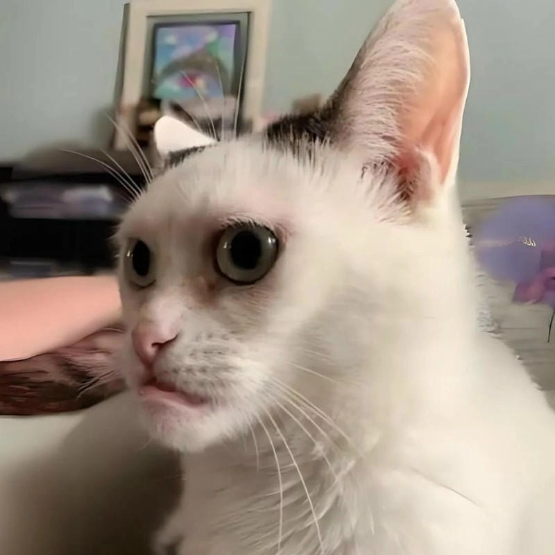 Ngắm nhìn vẻ đẹp meme nhếch mép troll